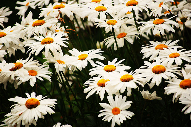 Why Live a Complicated Life?